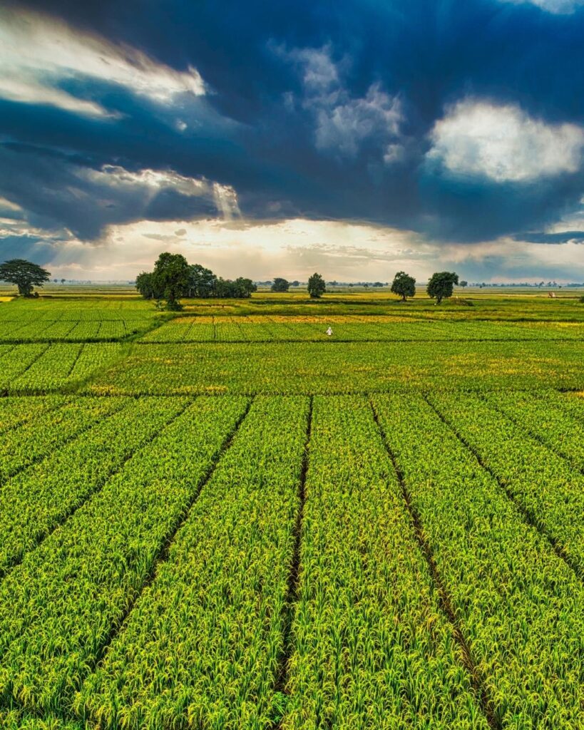 Plant Growth & Crop Nutrition  